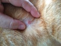 Lesion from fungal infection in cat.