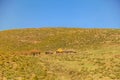 Lesotho hut, Africa. Royalty Free Stock Photo