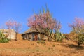Lesotho hut, Africa. Royalty Free Stock Photo