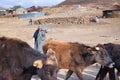 Lesotho, young african shepherd man in national woolen blanket dress and balaclava cap on rural high mountains road and cows herd Royalty Free Stock Photo