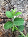 Lespedeza hirt flower