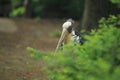 Lesser adjutant Royalty Free Stock Photo