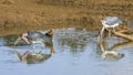 Lesser adjutant (Leptoptilos javanicus), in the riverbank