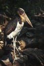 Lesser Adjutant Royalty Free Stock Photo