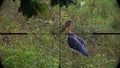 Lesser Adjutant Stork Bird Leptoptilos javanicus Seen in Gun Rifle Scope. Wildlife Hunting. Poaching Endangered
