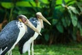 Lesser adjutant stork_