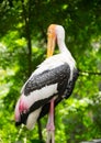 Lesser adjutant stork family of Ciconiidae