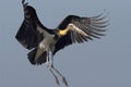 Lesser Adjutant Stork Royalty Free Stock Photo