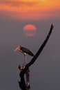 Lesser adjutant stork. Royalty Free Stock Photo