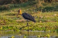 An Adjutant Stork Hunting in Water Royalty Free Stock Photo