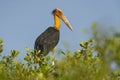 Lesser Adjutant Stork, Leptoptilos javanicus, Goa, India