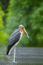 Lesser adjutant stork Royalty Free Stock Photo