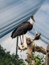 Lesser adjutant stork