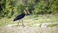 Lesser adjutant stork Royalty Free Stock Photo