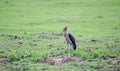 Lesser adjutant stork Royalty Free Stock Photo