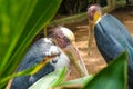 Lesser adjutant stork