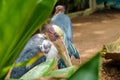 Lesser adjutant stork