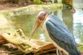 Lesser adjutant stork