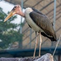 Lesser adjutant stork Royalty Free Stock Photo