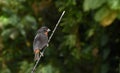 Lesser Antillean bullfinch