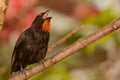 Lesser Antillean Bullfinch