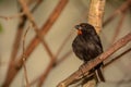 Lesser Antillean Bullfinch