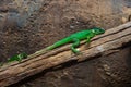 Lesser Antillean Green Iguana Iguana delicatissima