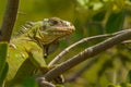 Lesser Antillean Iguana Royalty Free Stock Photo