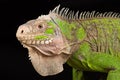 Lesser Antillean Iguana Iguana delicatissima Royalty Free Stock Photo