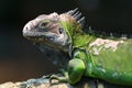 Lesser Antillean iguana iguana delicatissima