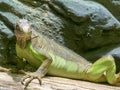 Lesser Antillean Iguana, Iguana delicatissima is on the farm to eat