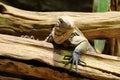 Lesser antillean iguana