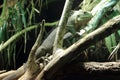 Lesser Antillean iguana Royalty Free Stock Photo