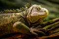 Lesser antillean iguana portrait in nature Royalty Free Stock Photo