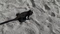 Lesser antillean iguana on the sand beach, moving its head. West indies reptile, iguana delicatissima