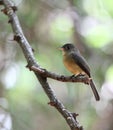 Lesser antillean Pewee