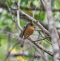 Lesser Antillean Pewee Bird or Contopus latirostris latirostris