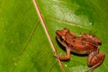 Lesser Antillean Whistling Frog