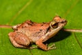 Lesser Antillean Whistling Frog