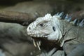 Lesser Antilles Iguana - Iguana delicatissima