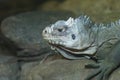 Lesser Antilles Iguana - Iguana delicatissima