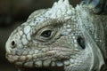 Lesser Antilles Iguana - Iguana delicatissima