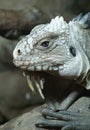 Lesser Antilles Iguana - Iguana delicatissima Royalty Free Stock Photo