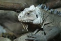 Lesser Antilles Iguana - Iguana delicatissima Royalty Free Stock Photo