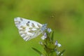 The lesser Bath white butterfly, Pontia chloridice , butterflies of Iran Royalty Free Stock Photo