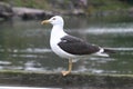 Lesser Black-backed Gull