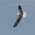 Lesser Black-backed Gull in flight - Larus fuscus - Mediterranean Sea, France
