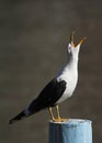 Lesser Black-backed Gull, Larus fuscus.