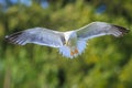 Lesser black-backed gull, Larus fuscus, in flight Royalty Free Stock Photo