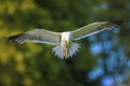 Lesser black-backed gull, Larus fuscus, in flight Royalty Free Stock Photo